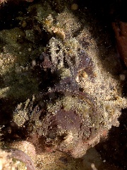 Komodo 2016 - Estuarine stonefish - Poisson Pierre d estuaire - Synanceia horrida - IMG_7493_rc